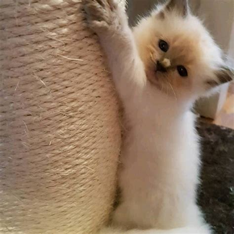 Find <strong>Ragdolls for Sale in Lancaster</strong>, PA on Oodle Classifieds. . Lancaster kittens